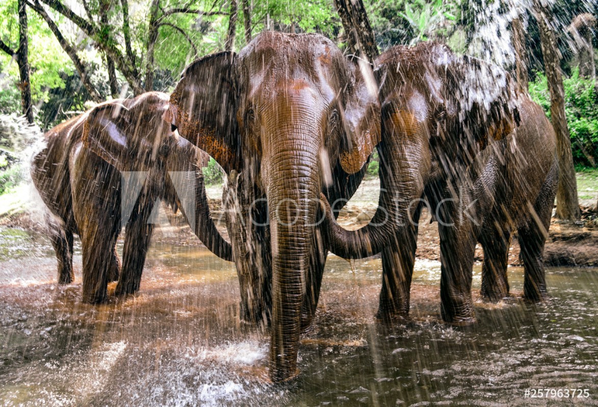 Afbeeldingen van Elephants Playing in River in Chiang Mai Thailand